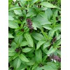 Bonnie Plants Thai Basil, Live Plant, 19.3 oz., 4-Pack