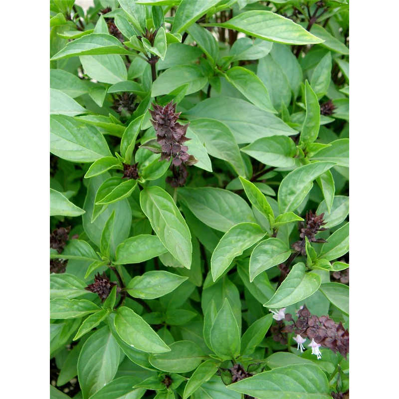 Bonnie Plants Thai Basil, Live Plant, 19.3 oz., 4-Pack