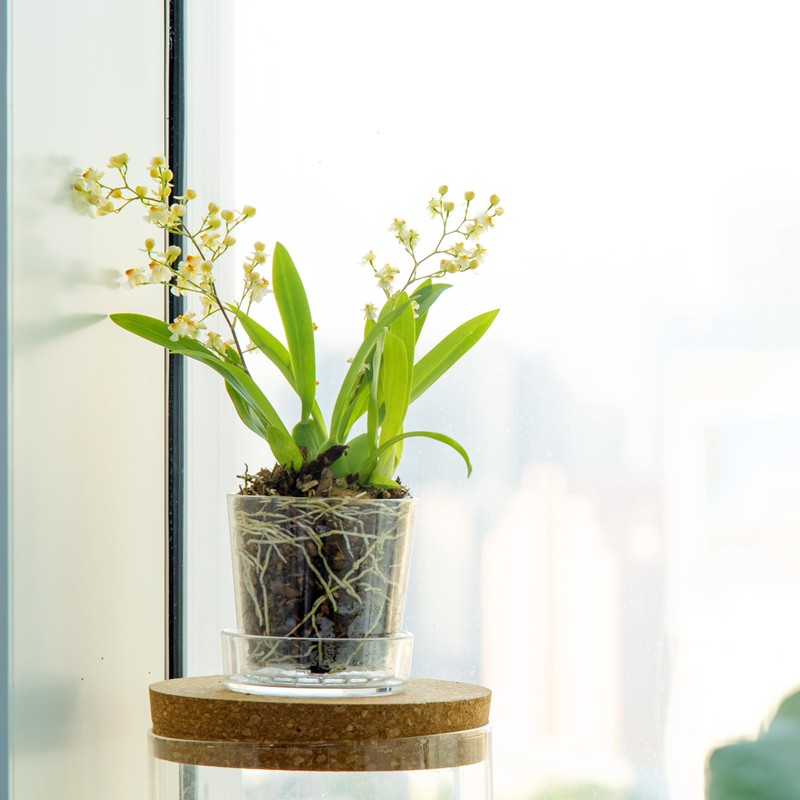 Phoenix Vine 3.5 Inch Clear Acrylic Planter Pot with Tray,