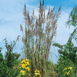 Outsidepride Plume Ornamental Grass - 250 Seeds