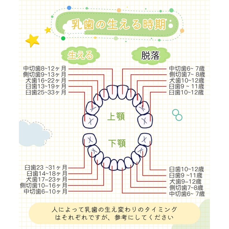 Samcos Baby Teeth Case, Wooden Baby Teeth Case, Japanese Version,