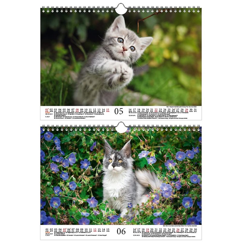 Katzenzauber DIN A4 Calendar for 2022 Cats and Cats Seelenzauber