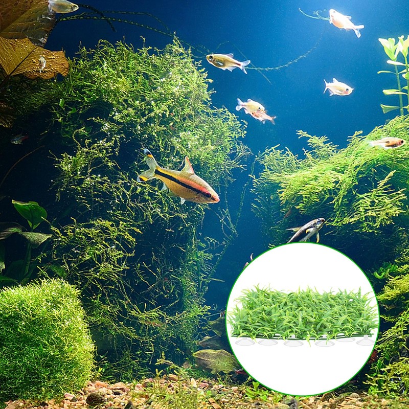 Suction Cups with Zip Ties 30 Pieces Small Aquarium Suction