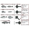 Katsurika Shoji PTYGRACE Scale Remover, Scale Remover, Scale, Small, Made