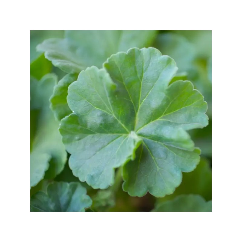 Fresh 100+ Geranium Seeds - Springtime - Fragrant - Fresh