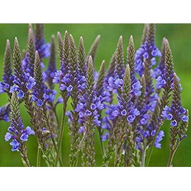 1000 Blue Vervain Flower Seeds Verbena Hastata Medicinal