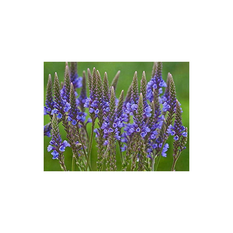 1000 Blue Vervain Flower Seeds Verbena Hastata Medicinal