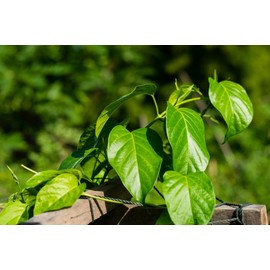 5 Heirloom All Natural Tropical Seeds Gymnema sylvestre 5 Garden Seeds- Gurmar