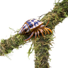 Hermit Crab Accessories, Hermit Crab Hammock Natural Coconut Moss Climbing Toys Decor for Reptile Amphibians Tank Supplies