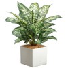 17.5" Dieffenbachia Silk Plant w/Ceramic Pot -Green/Variegated (Pack of 3)