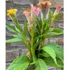 Coral Reef Celosia argentea cristata Cut Flower Seeds for Planting