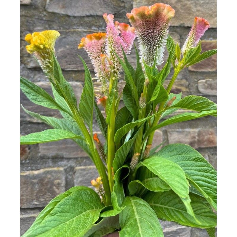 Coral Reef Celosia argentea cristata Cut Flower Seeds for Planting
