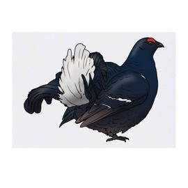 'Lek Black Grouse' Temporary Tattoo - Water Resistant, Skin-Safe, Non-Toxic Transfer (TO00072263)
