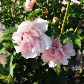 Tallulah's Gardens RARE! PALE PINK SUGAR TIP DOUBLE ROSE Of SHARON HIBISCUS  30+ SEEDS STUNNING!