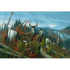 Michael Sieve - Clearcut - Blacktail Deer