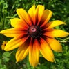 TomorrowSeeds - Gloriosa Daisy Seeds - 4500+ Count - for