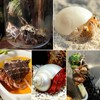 13PCS Natural Small Medium Hermit Crab Shells with Sea Sponge