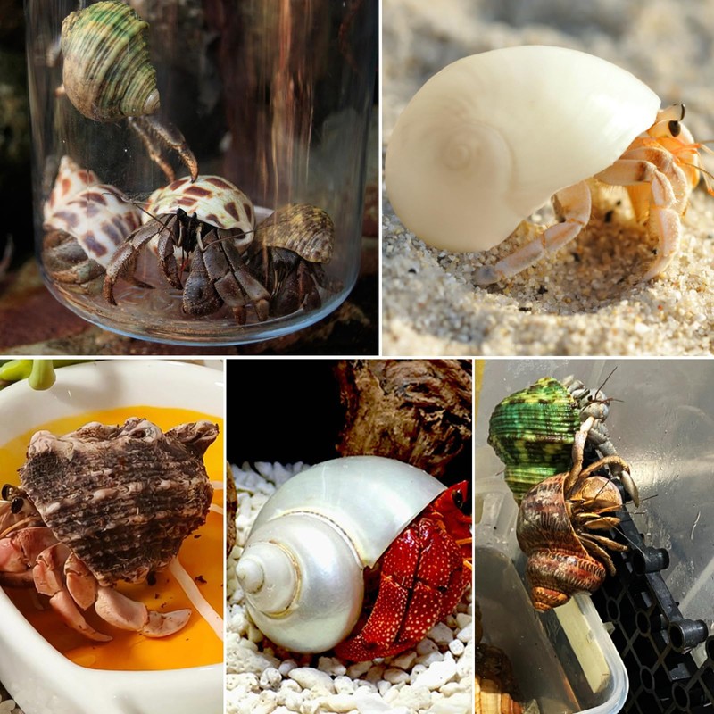 13PCS Natural Small Medium Hermit Crab Shells with Sea Sponge