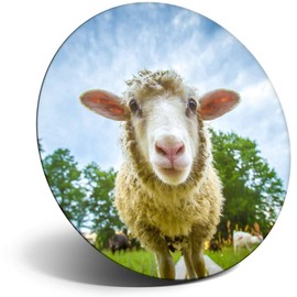 Destination Vinyl ltd Magnet for Refrigerator, Fridge - Cute Sheep Lamb Face Animals Farm for Office, Cabinet and Whiteboard, Magnetic Stickers, 8389