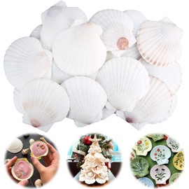 GXGGUS 30PCS Scallop Shells for Crafts 2''-3'' Natural White Large Shells Decoration for DIY Craft Painting, Home Decor, Baking and Beach, Wedding Party Decoration