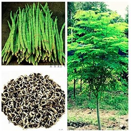 25 Seeds of The Tree of Life - The Moringa Tree - Superfood, Easy to Grow, Fast Growing Tree with Edible Leaves, Stems, Seeds - Marde Ross & Company…