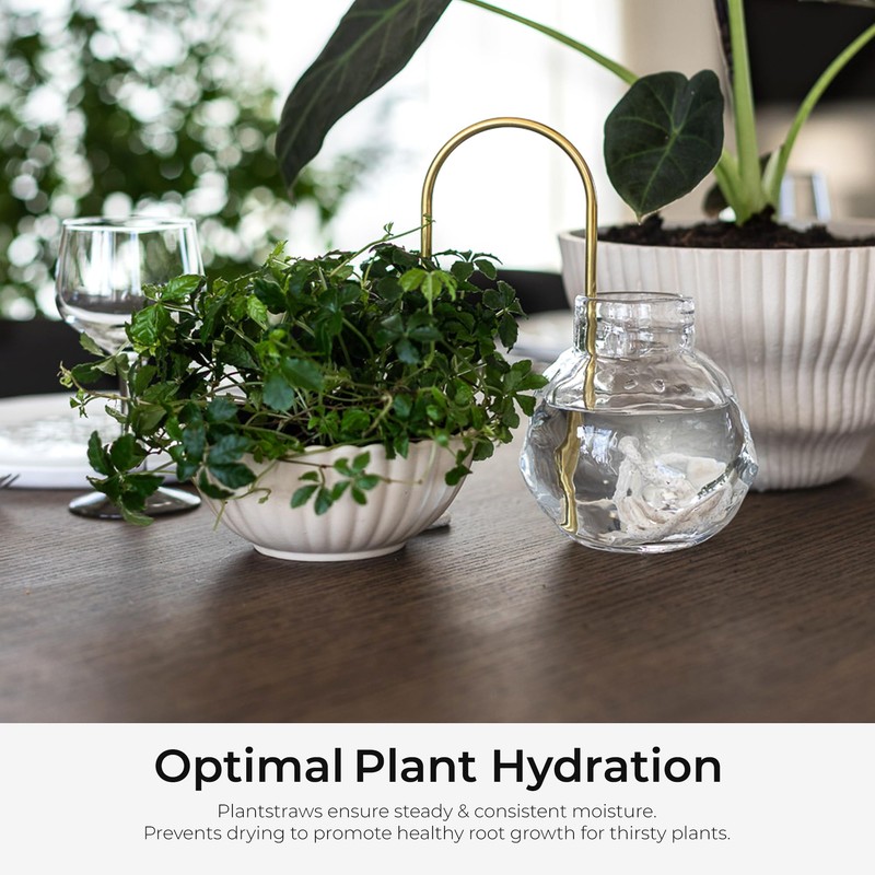 Plantstraws Beautiful Self-Watering Wick System for Effortless Plant Care, Automatic
