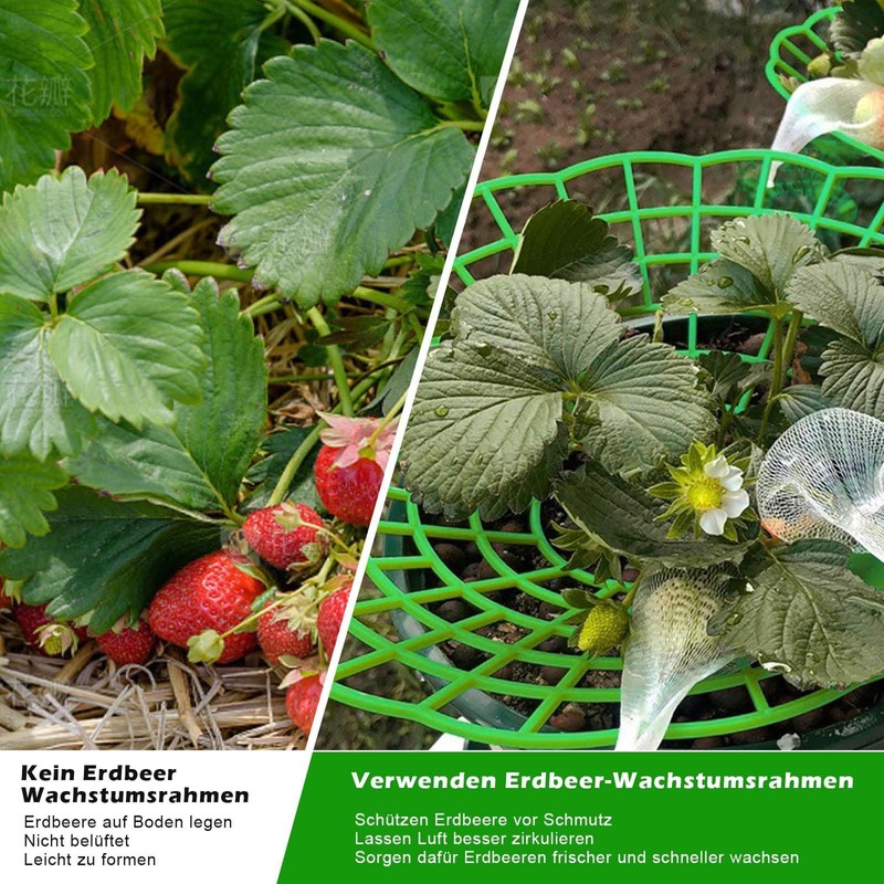 Strawberry Support Stand, Pack of 10 Strawberry Rippers and Fruit