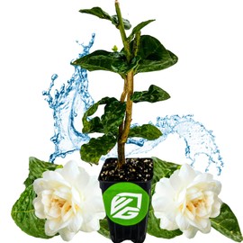 Grand Duke of Tuscany (Arabian Jasmine) - Jasminum sambac by Wellspring Gardens - Starter Plant - Fragrant Large Blooms, Grow Outdoors on Patio or Indoors in a Pot