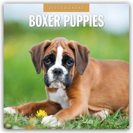 Boxer Puppies 2025 Square Wall Calendar