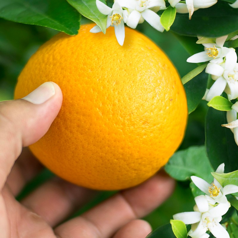 Herbal Essences Orange Blossom Volume Shampoo, 13.5 fl oz/400 mL,