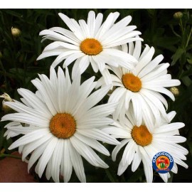 The Gardening World 1000 SHASTA DAISY "ALASKA" Chrysanthemum Maximum Flower Seeds