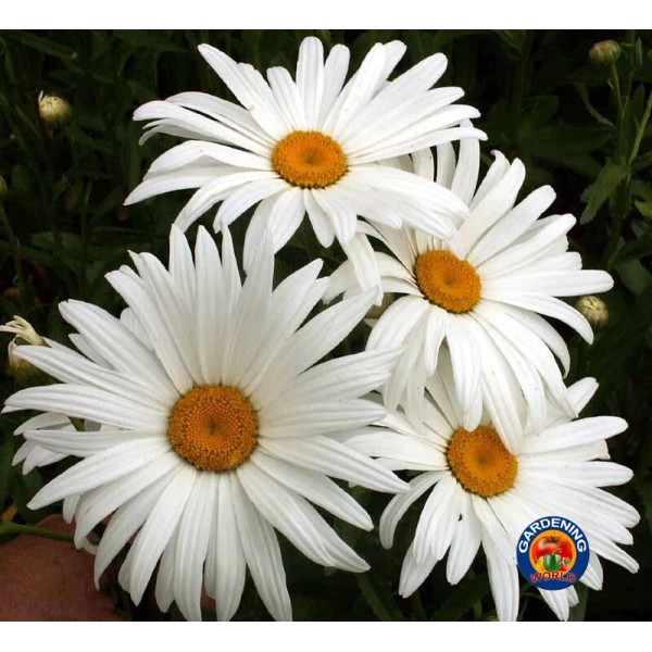 The Gardening World 1000 SHASTA DAISY "ALASKA" Chrysanthemum Maximum Flower