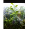 High quality Bacopa Monnieri Moneywort Freshwater Live Aquarium Plants 25+