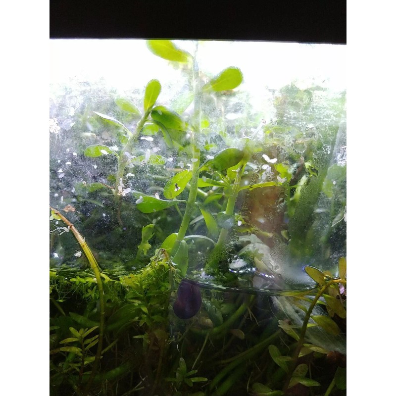 High quality Bacopa Monnieri Moneywort Freshwater Live Aquarium Plants 25+