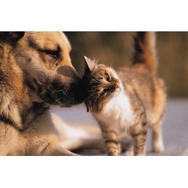 Dog Allergies Relief - Allergy Relief Pets - for Dogs and Cats - Amazing Formula - Chewy Tablets - Turmeric for Dogs - 1 Bottle (75 Chews)