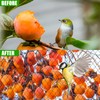 Bird Netting for Chicken Coop - 50x50ft Poultry Netting Over
