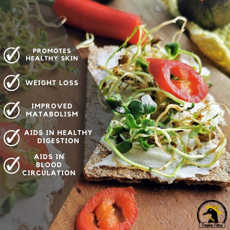 1/2 lbs Protein Bean Sprout Starter Seeds - Over 2000