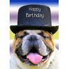 Bulldog Birthday Card