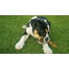 Wildfang® Olive Wood Chewing Sticks for Dogs, Small - Tough