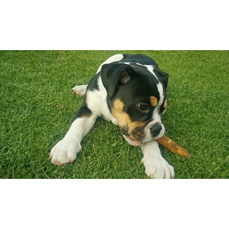 Wildfang® Olive Wood Chewing Sticks for Dogs, Small - Tough