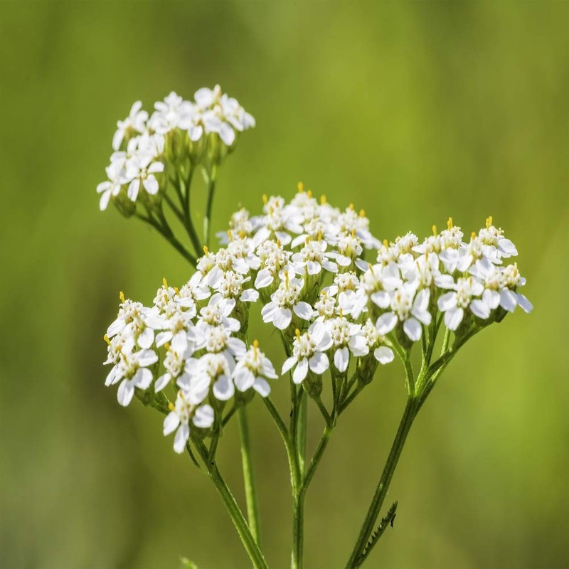 Outsidepride Yarrow White Wildflower - 1/4 LB