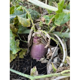 TnT Seed Company Brassica Buffet Deer Food Plot Mix, Food Plot Seed, Seeds 1/2 Acre, Mix of Radish, Turnips, and Rapeseed, Easy to Plant and Maintain, High in Protein, 3 lb Bag