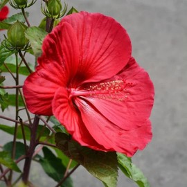 CHUXAY GARDEN Hibiscus Moscheutos 'Luna Red',Hardy Hibiscus Seed 10 Seeds Bright Red Flowers Beautiful Potted Plants High Germination Rate