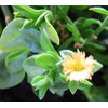 Sun Jewel Yellow Sun Flower Rose Succulent - Aptenia Cordifolia