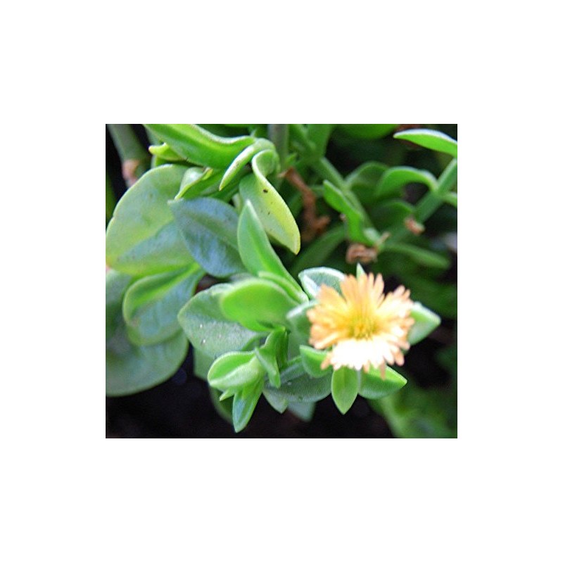 Sun Jewel Yellow Sun Flower Rose Succulent - Aptenia Cordifolia