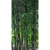 Unbranded Black Bamboo True Phyllostachys Nigra Live Rhizome Bare Root