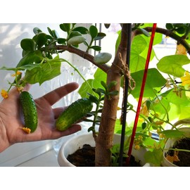 Indoor Cucumber F1 Self-Pollinating 10 Seeds