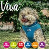 Ancol Viva Step-in Comfort Harness Blue .Medium- To fit 46-54cm