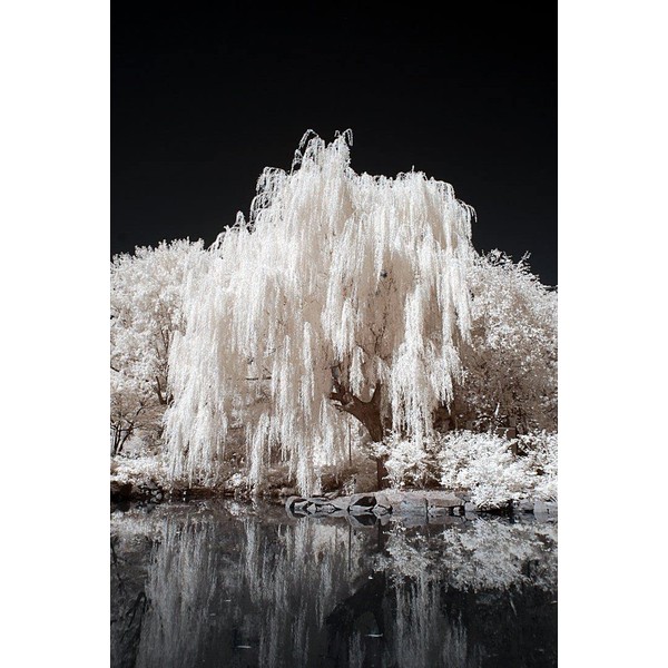 One White Willow Tree - Silver Leafs Shimmer in The Sun - One Cutting to Grow, Beautiful Outdoor Shade or Privacy Trees