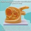 DRXRD Catheterization Model Anatomical Models Internal External Genital PVC Anatomy